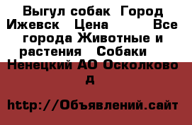 Выгул собак. Город Ижевск › Цена ­ 150 - Все города Животные и растения » Собаки   . Ненецкий АО,Осколково д.